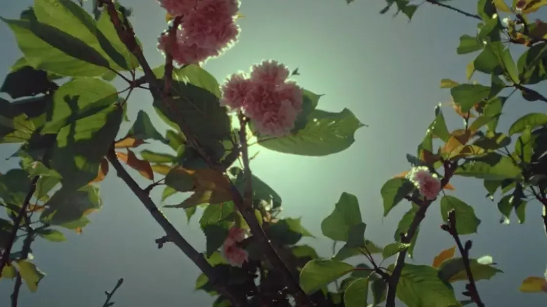 Cherry Blossoms in Japantown